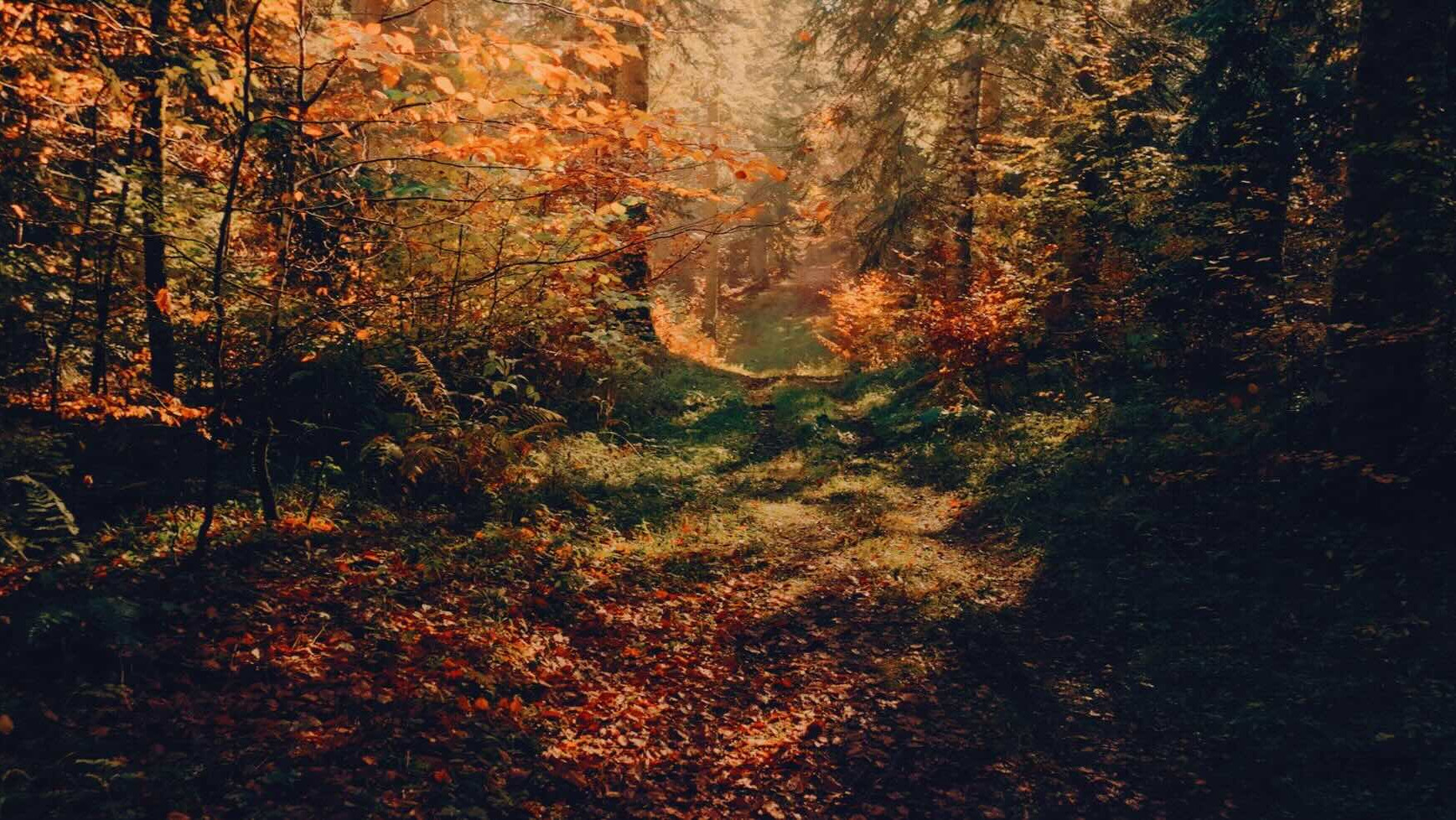 Voir l'automne, une saison en France